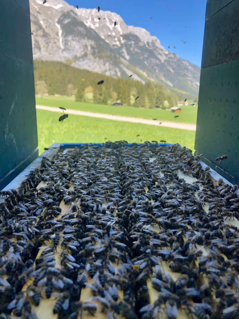 Abbildung von: đ Ein Besuch bei den Bienen in Seefeld