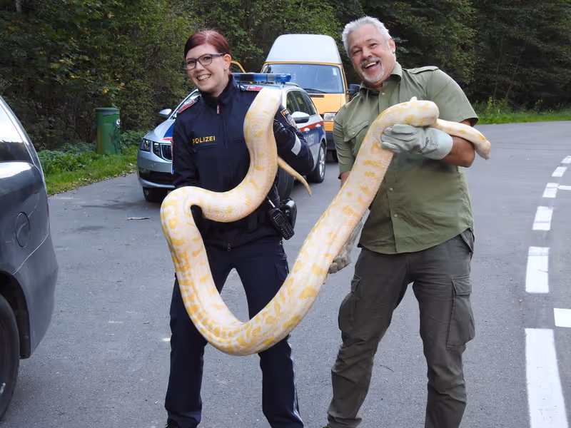 Abbildung von: 🐍 Rausgeschlängelt