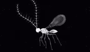 Tamas Dezső – Everything begins to float