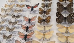 Info-Stand der naturwissenschaftlichen Sammlungen