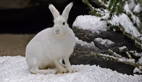 Winter-Weihnachtsführung