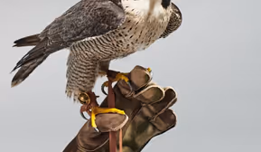 Faszinierende Vogelwelt - Nest, Feder, Vielfalt