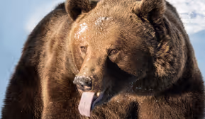 Weihnachtsbäckerei Im Alpenzoo