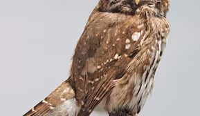 Faszinierende Vogelwelt - Nest, Feder, Vielfalt