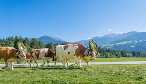 Almabtrieb des Nockhofs