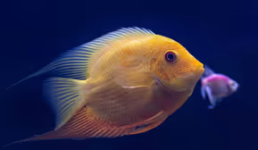 Fischbörse