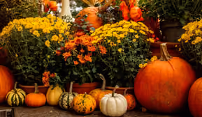 Herbst.Genuss Markt mit feierlicher Eröffnung Notburga Laden