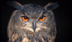 Halloweenparty im Alpenzoo