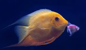 Fischbörse