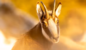 Leidenschaft Karwendel - Naturfotografie Sebastian Frölich