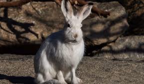 Winterführung im Alpenzoo