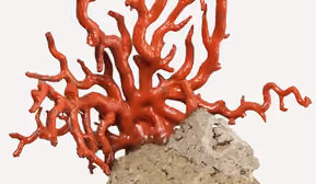Führung Sonderpräsentation "Das Blut der Medusa"