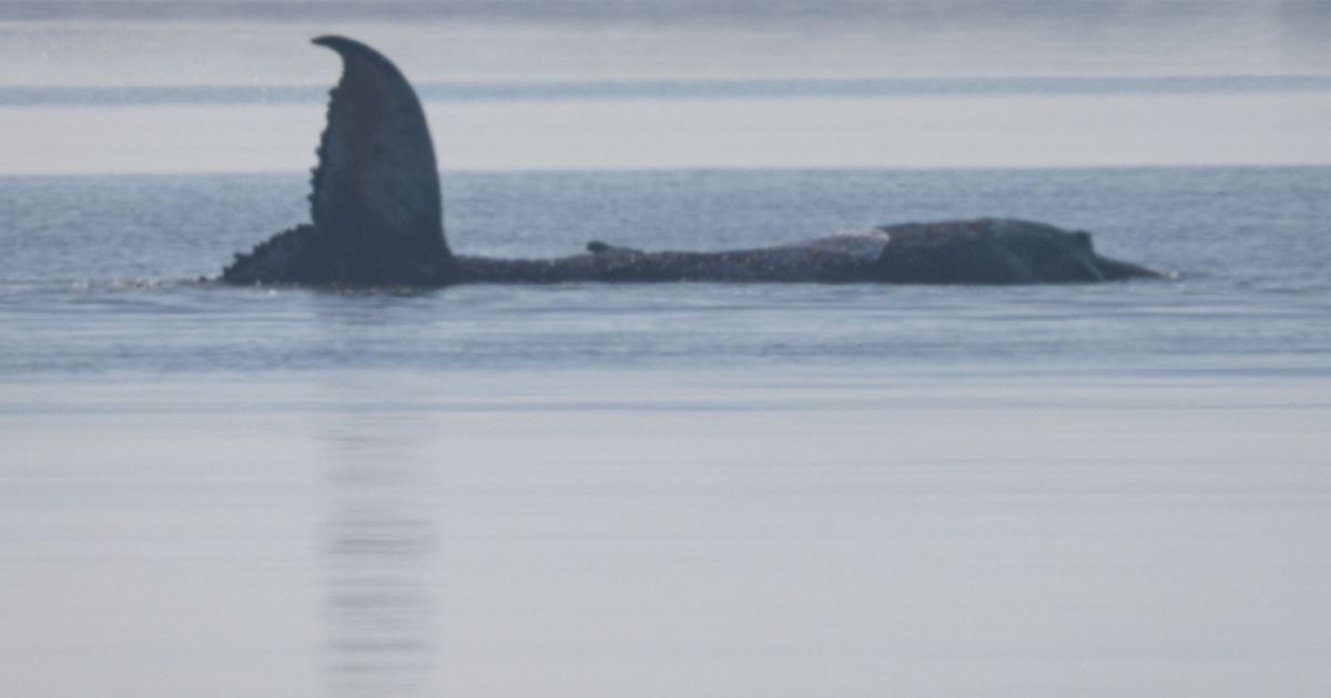 Greenpeace-Kaum-berlebenschancen-f-r-gestrandeten-Wal