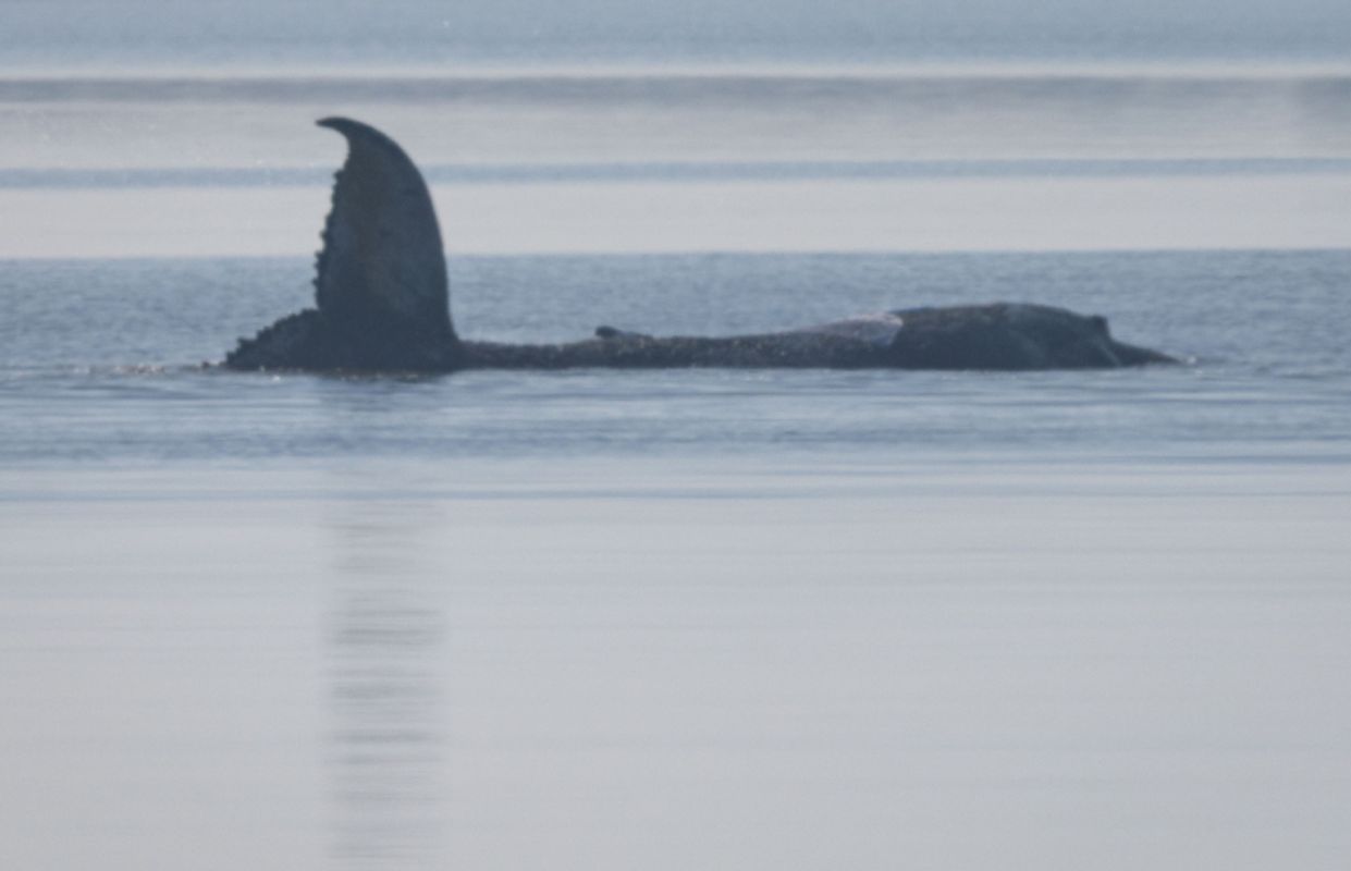 Greenpeace: Kaum Überlebenschancen für gestrandeten Wal