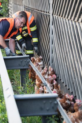 Die Hühner versteckten sich hinter der Leitschiene.