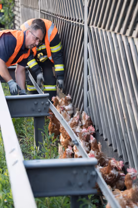 Die Hühner versteckten sich hinter der Leitschiene.
