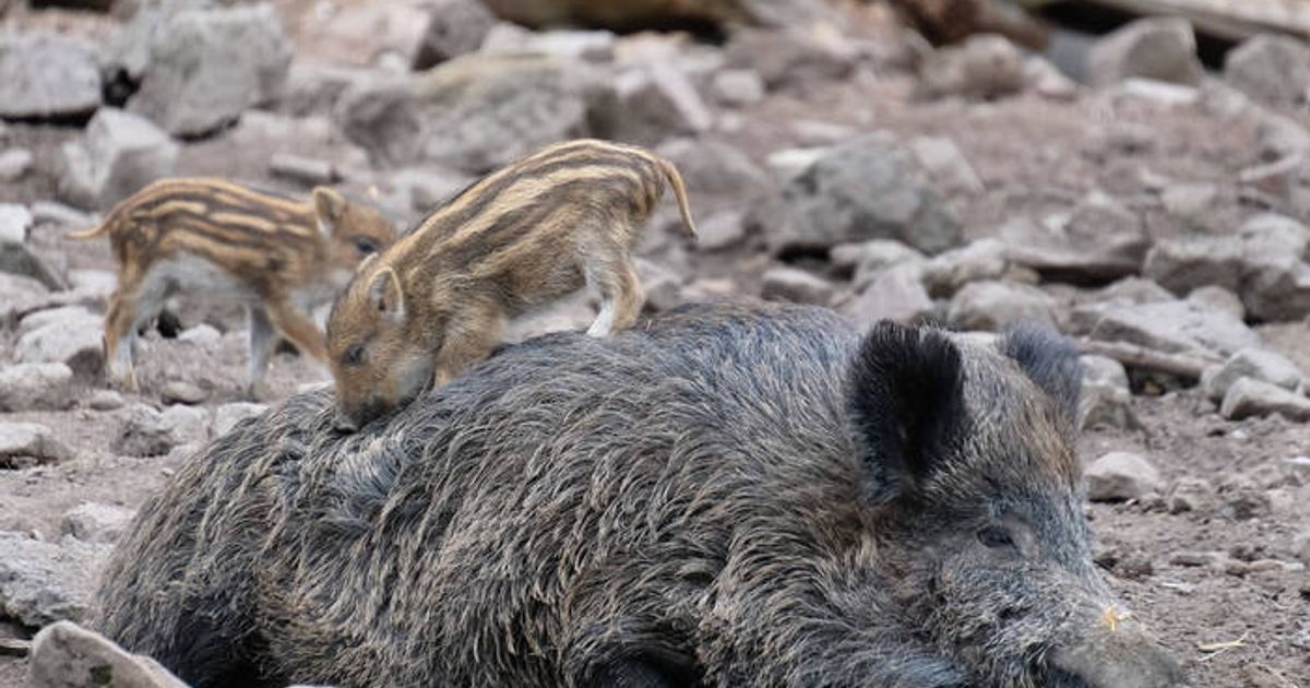 Bache-Amy-Schweinhouse-und-Keiler-Minogue-grunzen-in-Berlin