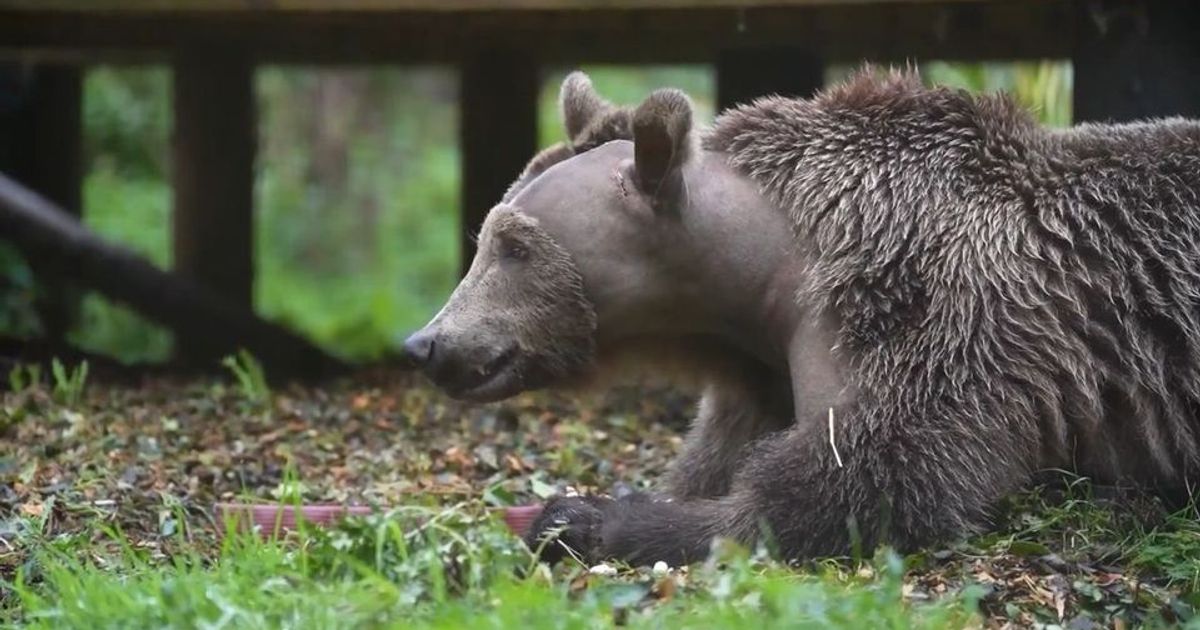 Medical breakthrough: Life-saving surgery about brown bear Boki | Tiroler ...