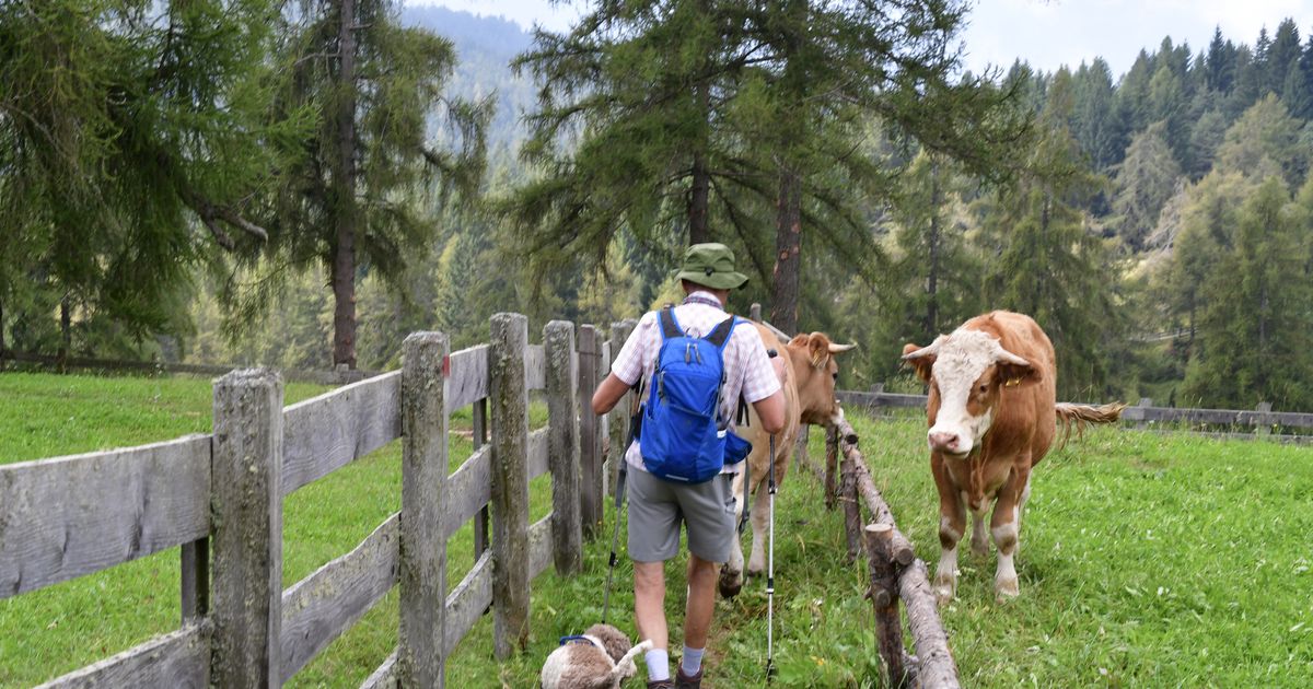 Hunde-Wanderer-Mutterk-he-Neue-Debatte-nach-t-dlicher-Kuhattacke-in-Osttirol