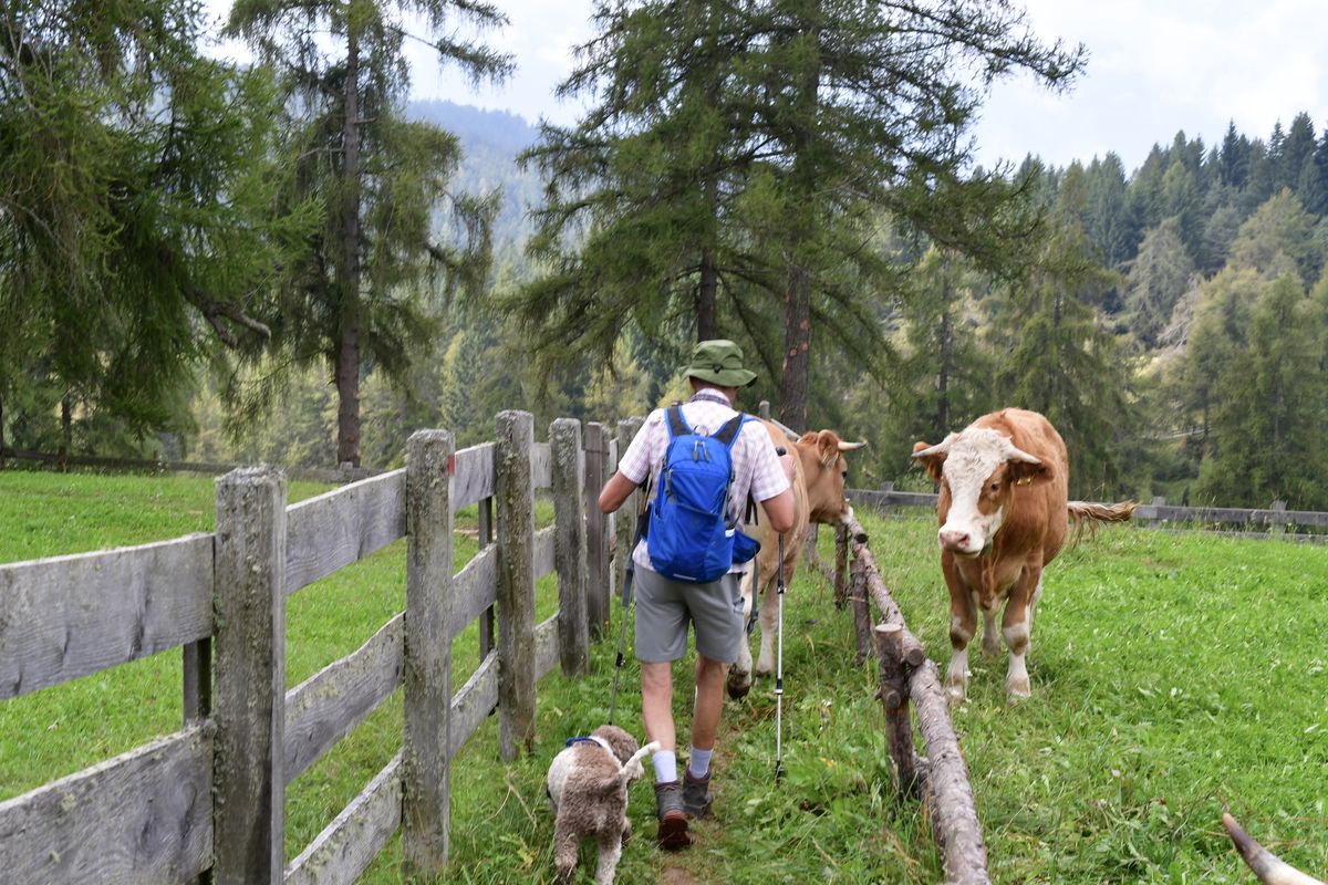 Hunde, Wanderer, Mutterkühe: Neue Debatte nach tödlicher Kuhattacke in Osttirol