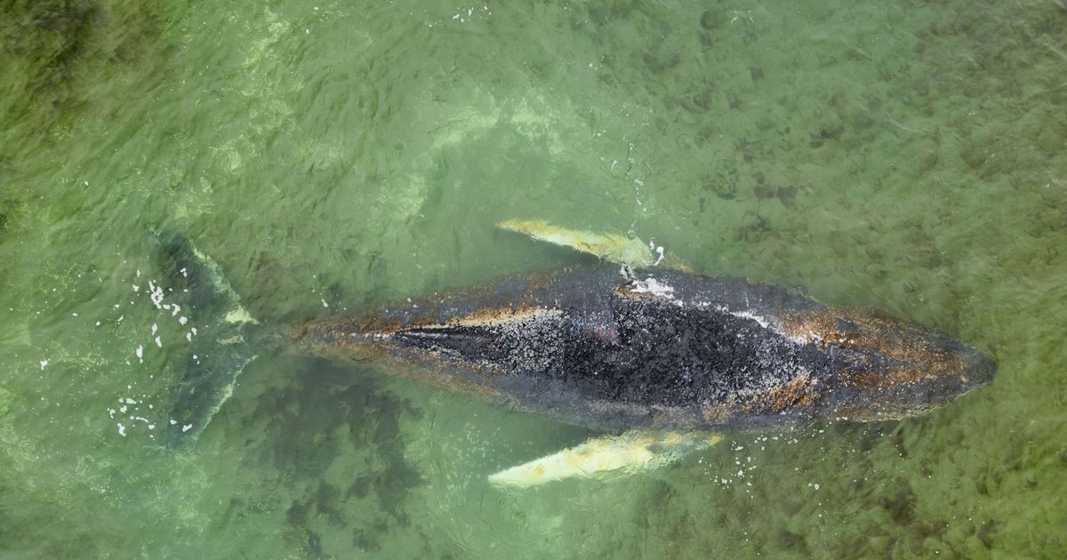 -Es-geht-ihm-schlecht-In-Ostsee-verirrter-Buckelwal-k-mpft-in-um-sein-Leben