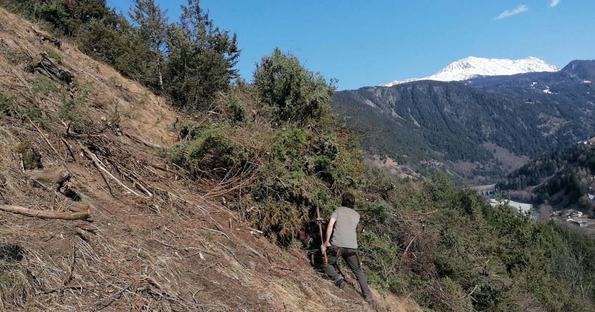 Schmetterlinge-in-Gefahr-Eine-besondere-Rettungsaktion-im-Oberland