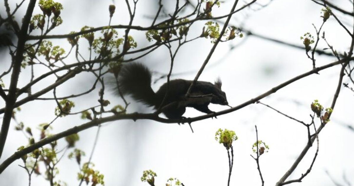 Miniw-lder-sollen-St-dte-klimafitter-machen