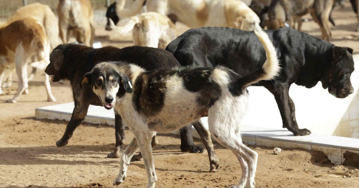Streunende-Hunde-zerfleischten-Pilzesammler-in-Italien