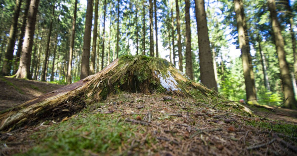 Scandal in the East Tyrolean forest: High-ranking district authority ...