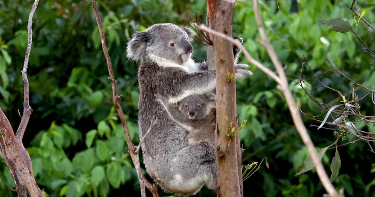 Koalas-leben-im-Baum-und-sterben-am-Boden