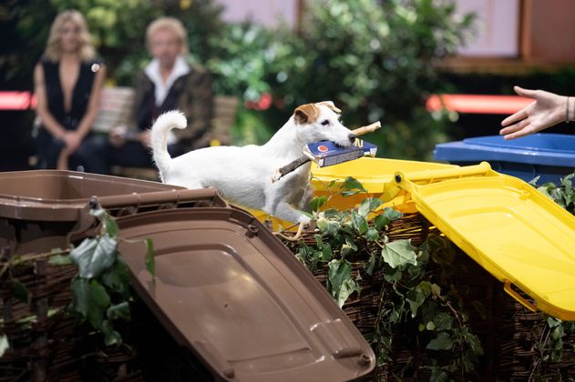 Die Tierwette: Die Kandidatin Vivian wettet, dass ihr Hund Uno den Inhalt einer Mülltonne korrekt nach Bio, Plastik und Papier trennen kann. Wette gewonnen!