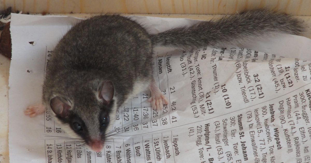 N-chtliches-Einbrecher-Paar-ertappt-Zuckers-er-Schokoladendieb-sorgt-f-r-Sensation