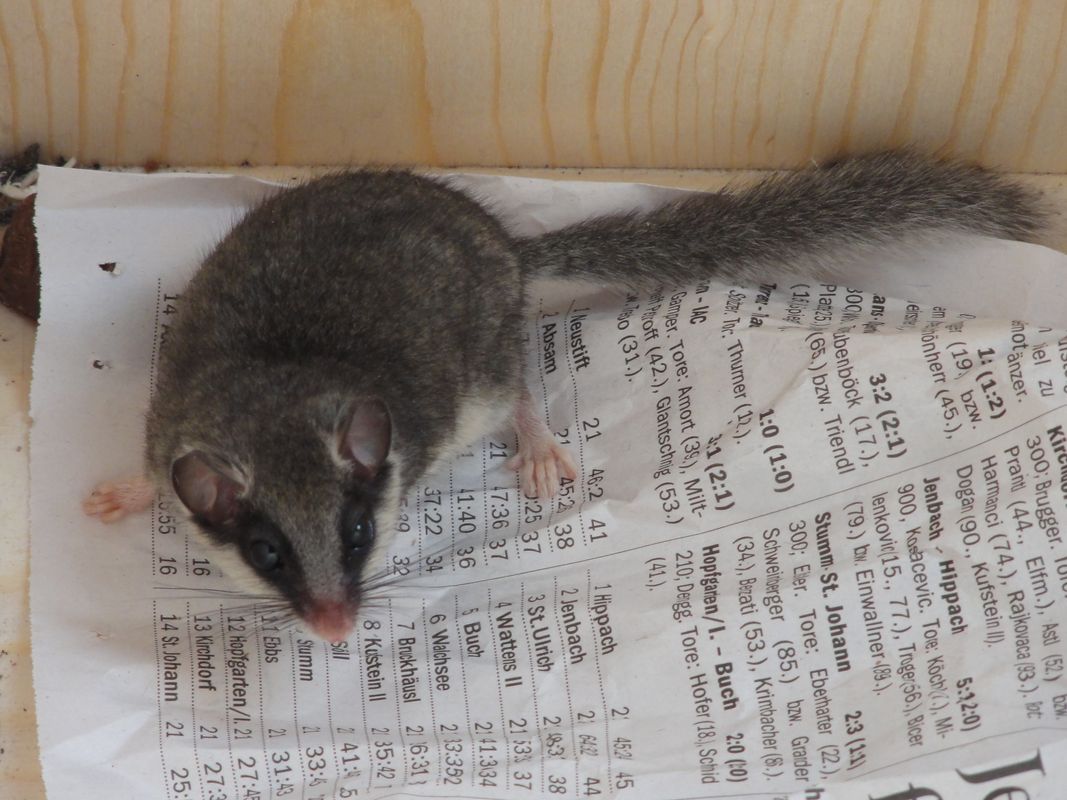 Nächtliches Einbrecher-Paar ertappt: Zuckersüßer Schokoladendieb sorgt für Sensation