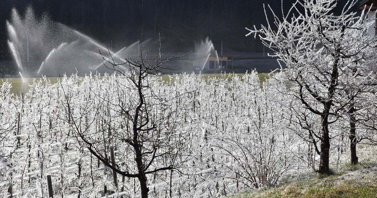 Eiskalter-Kampf-Wie-Tirols-Apfelplantagen-vor-Frost-gesch-tzt-werden