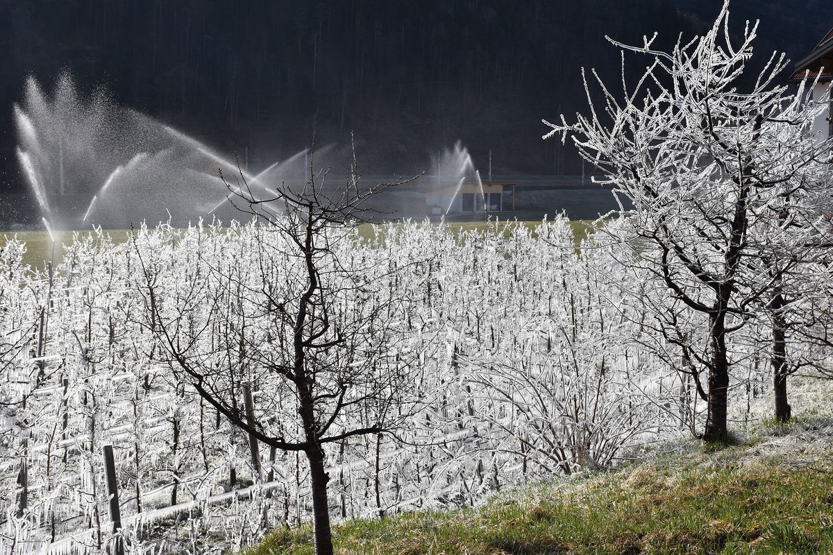 Eiskalter Kampf: Wie Tirols Apfelplantagen vor Frost geschützt werden