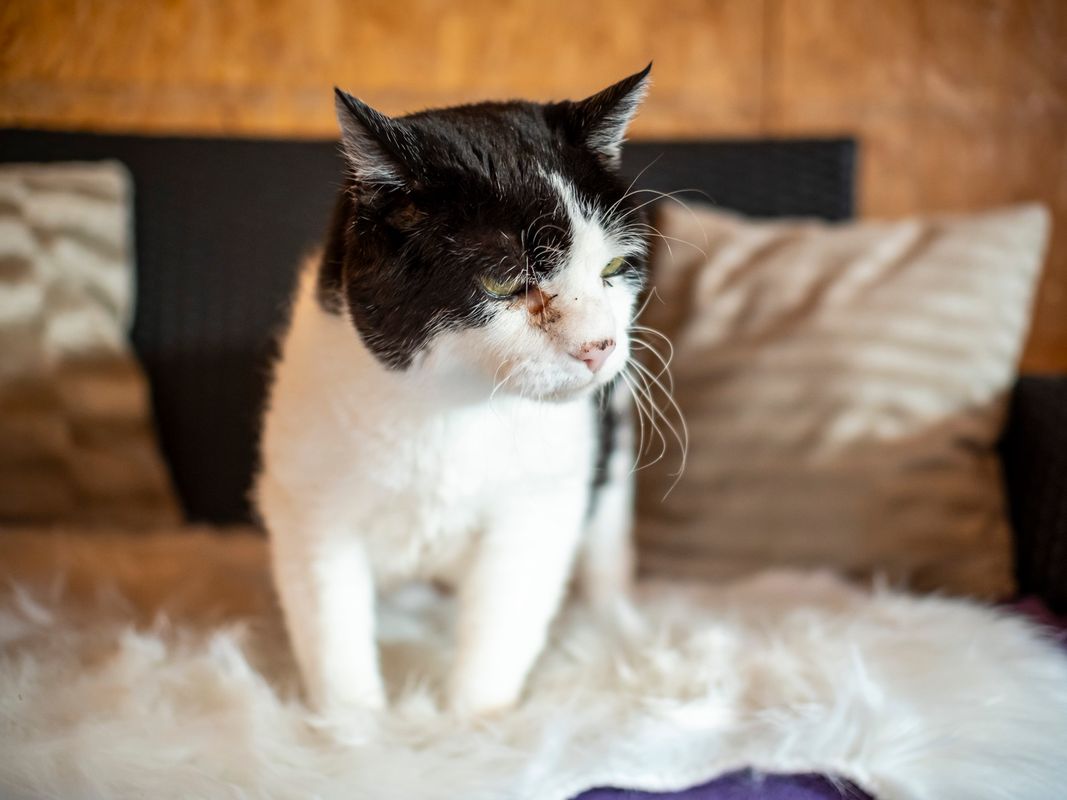 Tierschutz-Novelle der EU ist erst ein wichtiger Anfang
