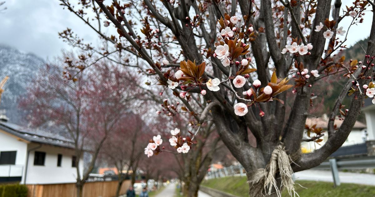 Wo-bleibt-die-Bl-te-Banges-Warten-vor-dem-Bl-tenfest-im-Oberl-nder-Klein-Tokio-