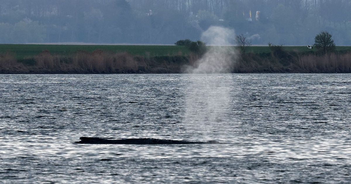Initiative-will-keine-Zeit-mehr-verlieren-Abtransport-von-gestrandetem-Wal-wird-vorbereitet