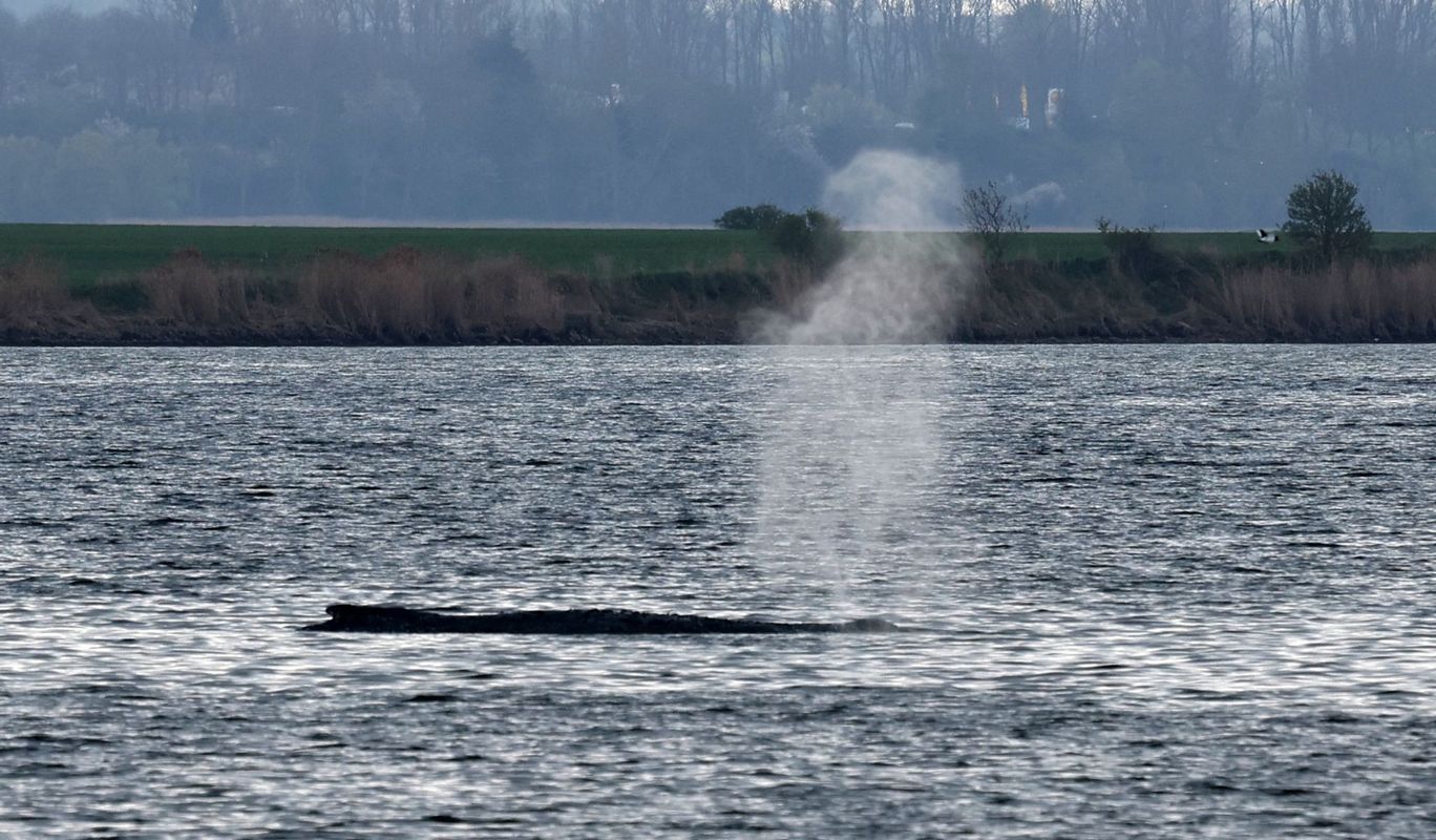 Initiative will keine Zeit mehr verlieren: Abtransport von gestrandetem Wal wird vorbereitet