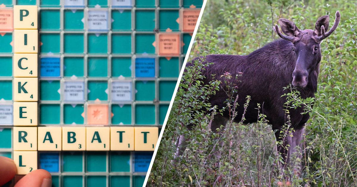 Elch-Emil-und-Rabattpickerl-Das-Un-Wort-des-Jahres-2025-steht-fest