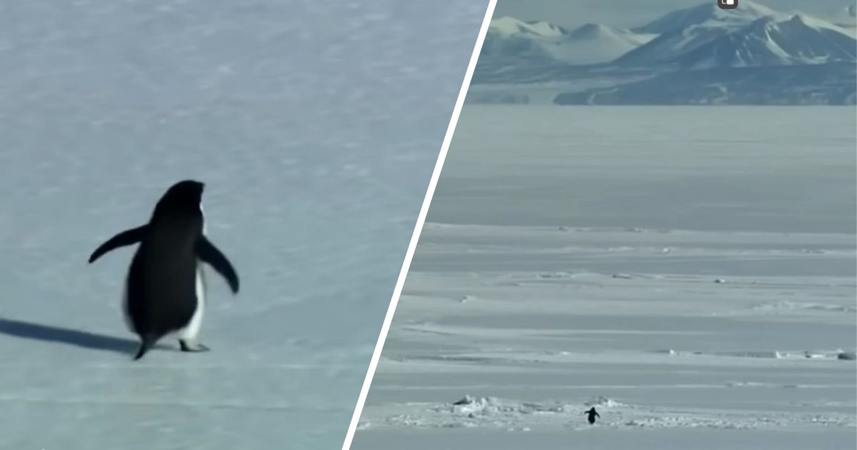 Wieso-ein-einsamer-Pinguin-zum-Social-Media-Ph-nomen-wurde