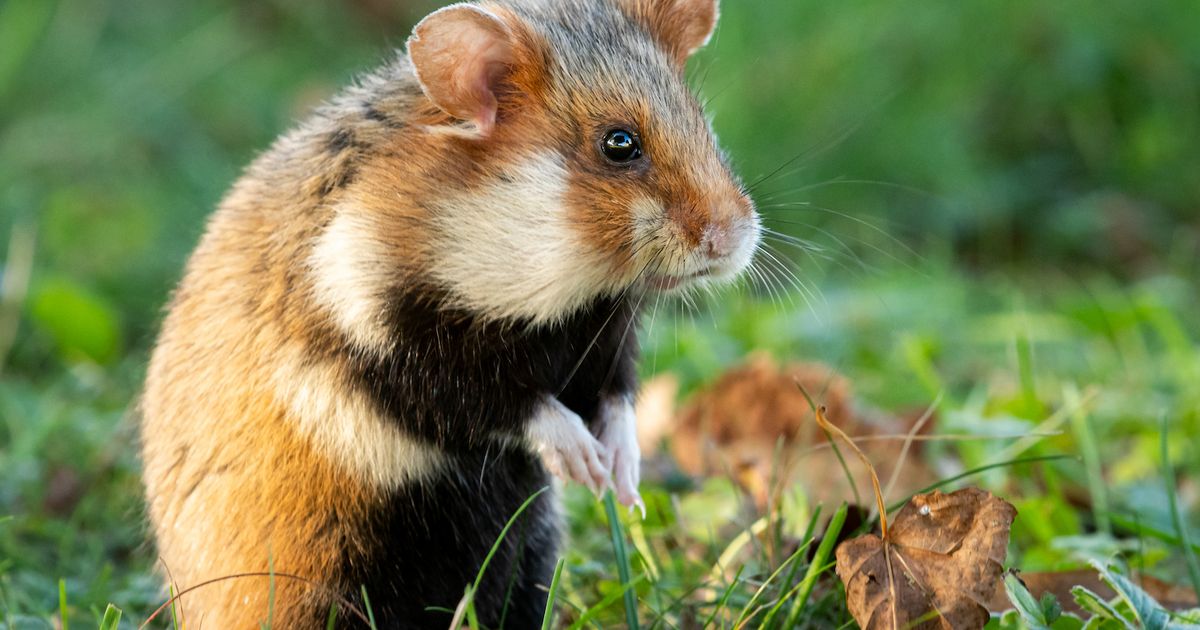 Deutsche Polizei bittet um Mithilfe: Wer hat den toten Hamster ...