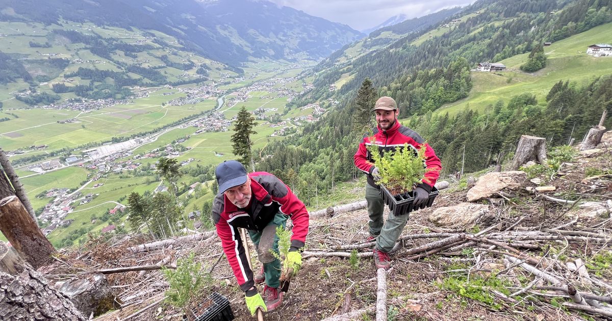 Bis-zu-500-B-ume-an-einem-Tag-Wie-Markus-und-Pius-im-Zillertal-die-L-cken-im-Wald-f-llen