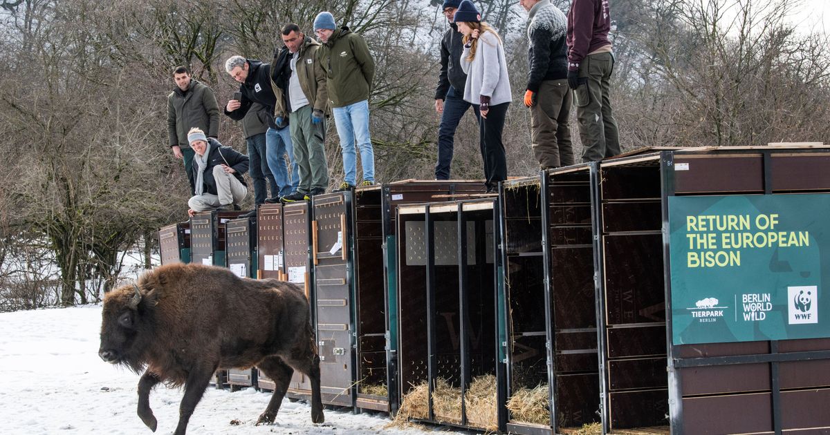 Von-Innsbruck-nach-Aserbaidschan-Wisent-Ina-erfolgreich-freigelassen