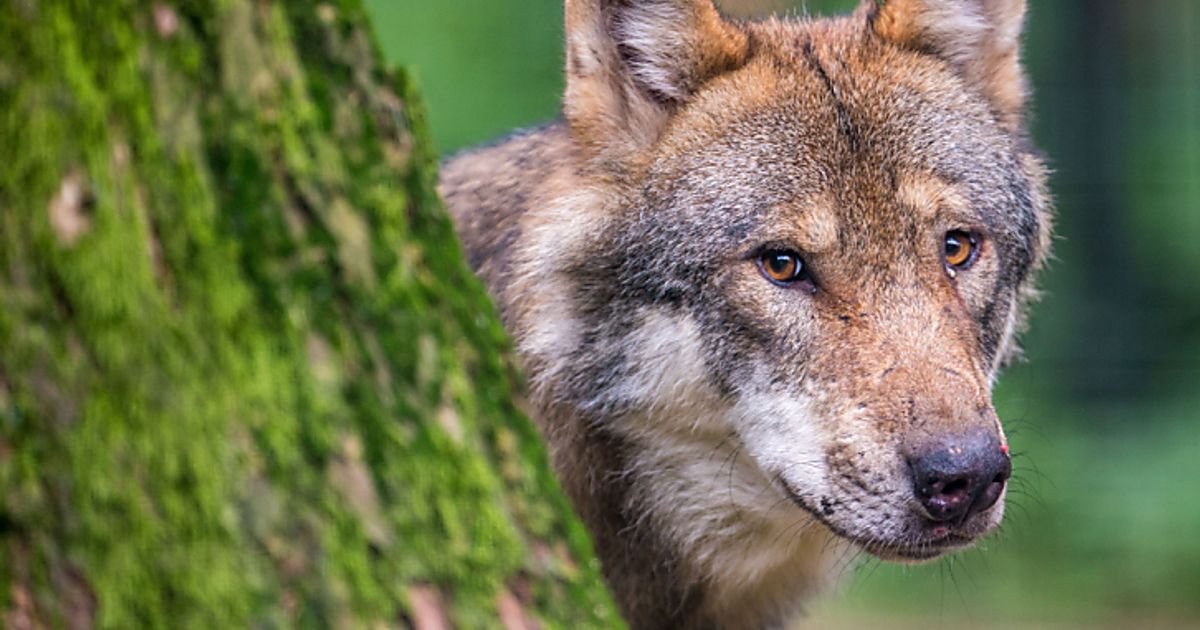 Tote-Schafe-Wolf-im-Stubaital-steht-jetzt-auf-der-Abschussliste