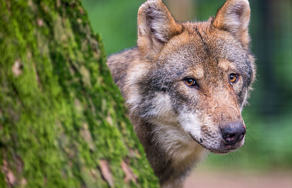 Frau mitten in Hamburg von Wolf gebissen, Polizisten zogen Tier aus der Alster