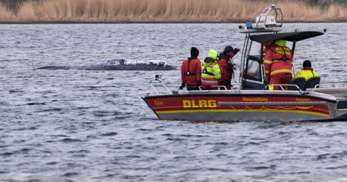 Schiff-mit-gestrandetem-Wal-hat-Nordsee-fast-erreicht