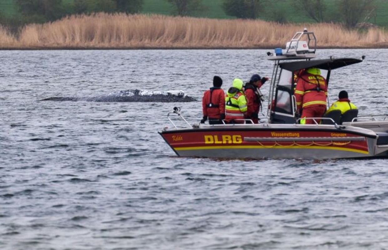 Schiff mit gestrandetem Wal hat Nordsee fast erreicht