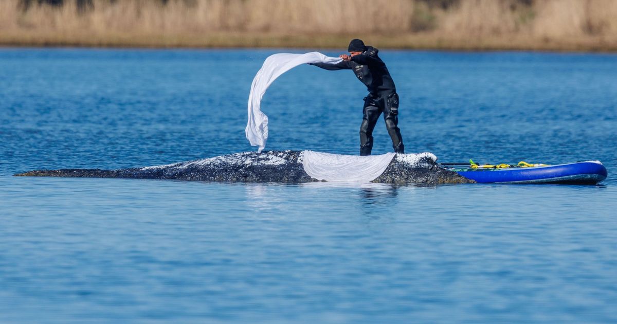 Gestrandeter-Buckelwal-liegt-noch-in-der-Bucht-Rettungsteam-will-auf-Lastkahn-setzen