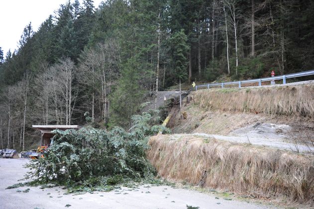 Umgewehte Bäume in Söll.
